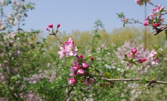 西郊森林公园踏青美景